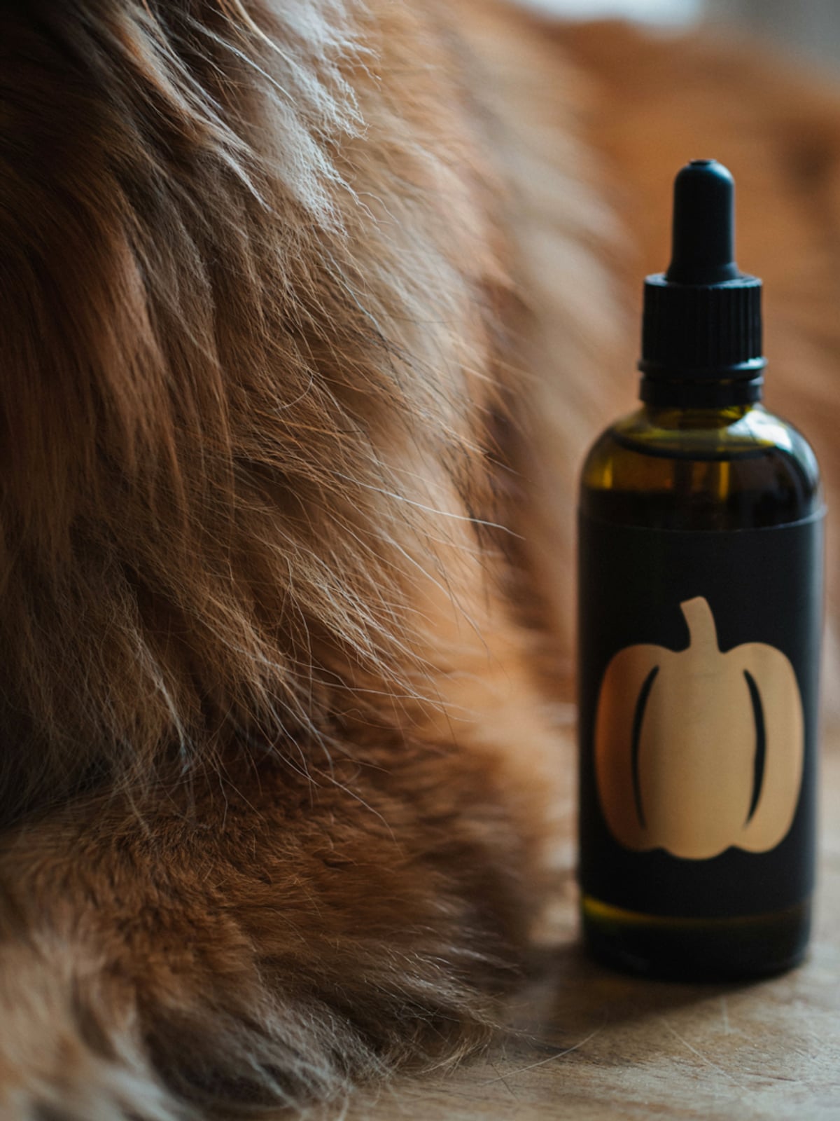 Olio di zucca per cani – galleria 3